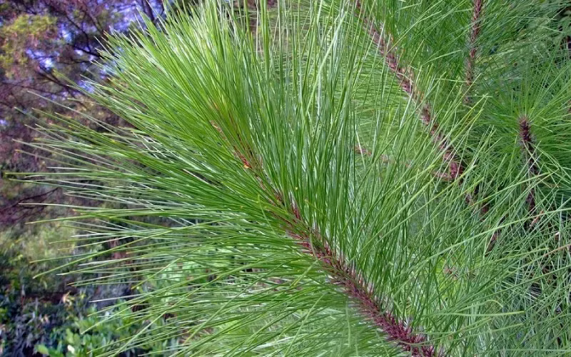 10. Trồng cây đúng cách: Đẹp nhà, vượng khí, sống khỏe sống lâu. Cây xanh không chỉ làm đẹp mà còn điều hòa môi trường, cải thiện phong thủy, thu hút may mắn. Vậy bạn sẽ chọn loại cây nào để trồng quanh nhà?