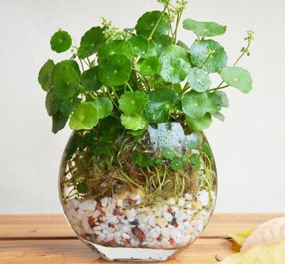 Cây chỉ phù hợp nếu bạn có thời gian cắt tỉa định kỳ và không trồng chung với quá nhiều cây khác. Với ai yêu sự gọn gàng, quy củ thì cỏ đồng tiền nên được trồng riêng biệt – hoặc đặt ở những nơi dễ kiểm soát hơn như hiên nhà, sân sau.