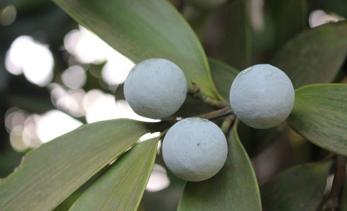 Trồng một cây kim giao trước cửa hay trong sân vườn không chỉ tôn thêm vẻ đẹp mỹ quan, mà còn mang đến dòng khí tích cực, giúp gia chủ cảm thấy an tâm, gặp nhiều thuận lợi trong công việc và cuộc sống. * Thông tin phong thủy trong bài mang tính tham khảo.