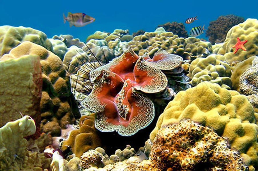 Sò tai tượng có tên khoa học là (Tridacna gigas), được phát hiện năm 1521. Chúng thường được tìm thấy ở độ sâu khoảng 20m quanh các rạn san hô ở vùng nước ấm Ấn Độ Dương và Nam Thái Bình Dương, trong đó có quần đảo Trường Sa của Việt Nam.