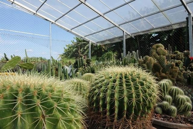 Kim hổ ưa nắng mạnh, càng nhiều ánh sáng gai càng cứng và đẹp. Cây chịu hạn tốt, chỉ tưới khi đất khô hoàn toàn. Mùa đông cần giữ nhiệt độ trên 5℃ để tránh bị lạnh hại.