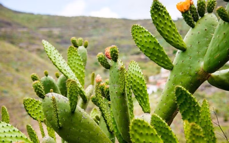 Xương rồng tai thỏ có khả năng thanh lọc không khí tốt, hấp thụ khí độc và giải phóng oxy vào ban đêm. Cây ưa nắng, môi trường khô ráo và chỉ cần tưới nước vừa phải để tránh thối rễ.