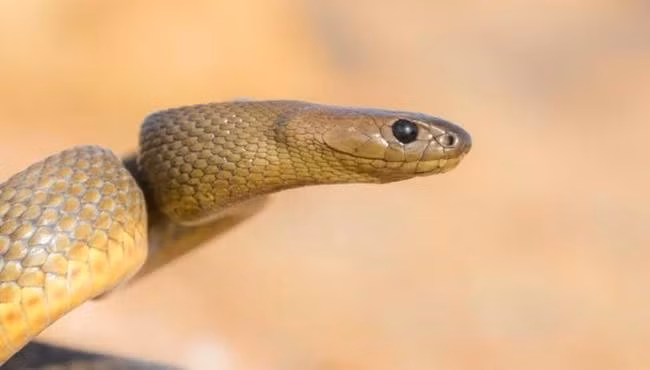 Hành vi &amp; tập tính: Rất nhút nhát và ẩn dật, chỉ hoạt động ban ngày. Thường tránh né con người, hiếm khi tấn công nếu không bị đe dọa.