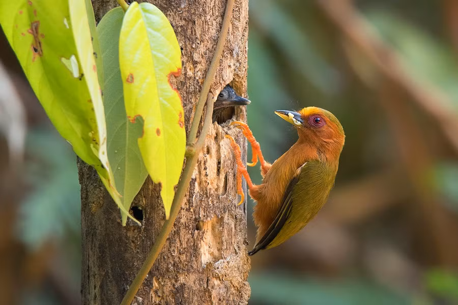 Chim gõ kiến lùn mày trắng (Sasia ochracea) dài 8 - 10cm, là loài định cư tương đối phổ biến trong cả nước (VQG Tam Đảo, Cúc Phương, Vũ Quang, Bạch Mã, Cát Tiên). Chúng sống ở rừng nguyên sinh, rừng thường xanh, rừng tre nứa.