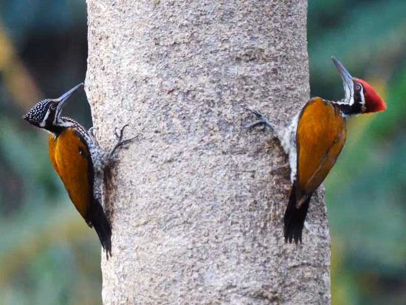 Chim gõ kiến vàng lớn (Chrysocolaptes guttacristatus) dài 29 - 32cm, là loài định cư tương đối phổ biến trong cả nước (VQG Tam Đảo, Ba Vì, Cúc Phương, Bạch Mã, Chư Yang Sin, Cát Tiên, Bidoup Núi Bà). Chúng sống ở rừng lá rộng thường xanh, rừng rụng lá, bìa rừng, rừng ngập mặn, rừng trồng lâu năm.