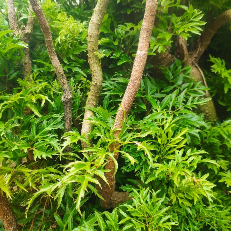 Hướng dẫn trồng cây đinh lăng đúng cách tại nhà: Bón phân NPK hoặc phân hữu cơ, lấp đất, tưới nước và phủ lớp rơm giữ ẩm. Trồng mùa xuân (từ tháng 1–4) giúp cây phát triển nhanh và khỏe mạnh.