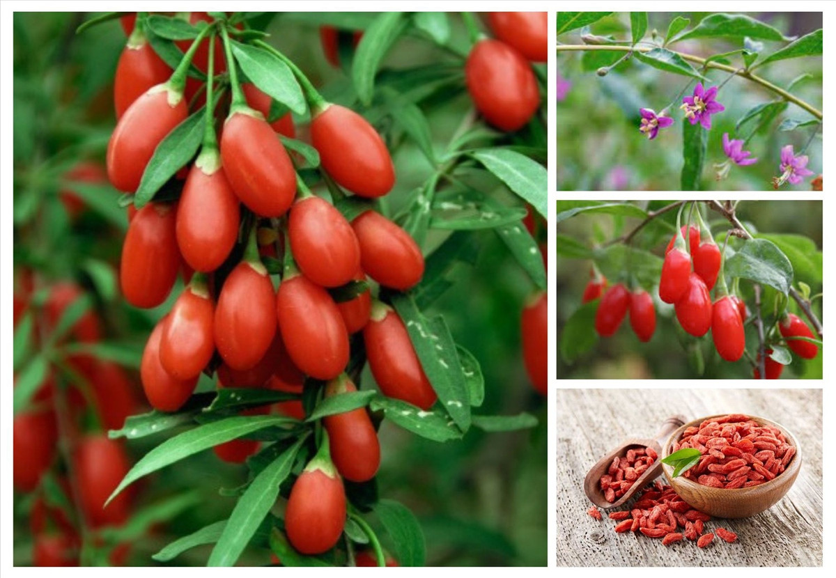 Người xưa rất coi trọng cây kỷ tử, đặc biệt những thày lang sẽ thích trồng cây cảnh này trong sân vườn hoặc làm chậu cảnh đặt trong nhà, vừa làm cảnh, vừa làm thuốc, vừa làm món ăn - thức uống bổ dưỡng.