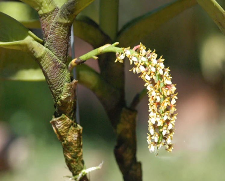 Lan mật khẩu Bì Đúp: Tên khoa học Acampe bidoupensis. Tái sinh bằng chồi và hạt, mọc bám trên cây trong rừng thưa ở độ cao 200 - 1.500m. Phân bố: Mới thấy ở Lâm Đồng