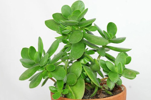 Trong phong thủy, ngọc bích được gọi là “hoa của sự giàu có”, tượng trưng cho trường thọ và thịnh vượng. Người ta tin rằng đặt cây ở phòng khách hoặc bàn làm việc sẽ mang lại bình an và may mắn dài lâu.