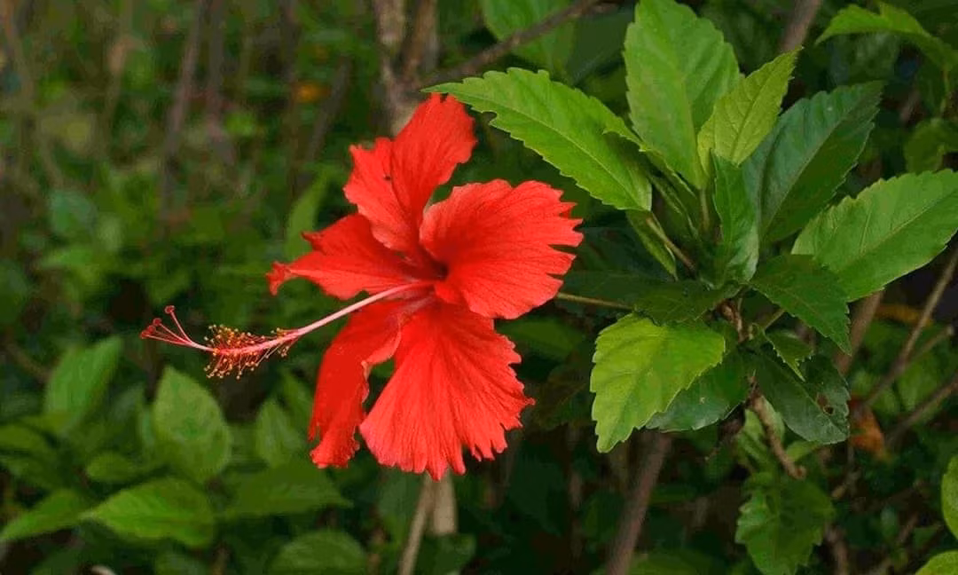 Vì vậy, tulip thích hợp để ngắm một mùa rồi thôi. Hãy xem nó như một vị khách quý: đẹp, sang nhưng không nên ở lại lâu. Nếu bạn yêu tulip, hãy tặng nó một chỗ trang trọng trong phòng mát – hơn là bắt nó chịu đựng ban công nắng gió thất thường.