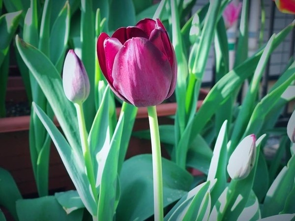 Tệ hơn nữa, tulip không phải là loài hoa “sống dai”. Muốn nó ra hoa lại vào năm sau, bạn phải trải qua quy trình cầu kỳ: đào củ, bảo quản, xử lý lạnh – điều mà phần lớn các gia đình bận rộn đều khó theo đuổi đến cùng.
