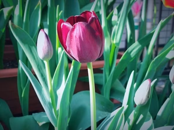 Tệ hơn nữa, tulip không phải là loài hoa “sống dai”. Muốn nó ra hoa lại vào năm sau, bạn phải trải qua quy trình cầu kỳ: đào củ, bảo quản, xử lý lạnh – điều mà phần lớn các gia đình bận rộn đều khó theo đuổi đến cùng.