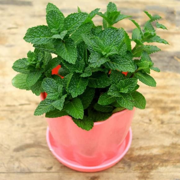 Lưu ý: Không nên đặt trong phòng ngủ vì mùi hương có thể gây khó ngủ. Tốt nhất nên để ở phòng khách, bếp hoặc nơi làm việc.