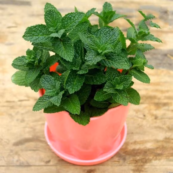 Lưu ý: Không nên đặt trong phòng ngủ vì mùi hương có thể gây khó ngủ. Tốt nhất nên để ở phòng khách, bếp hoặc nơi làm việc.