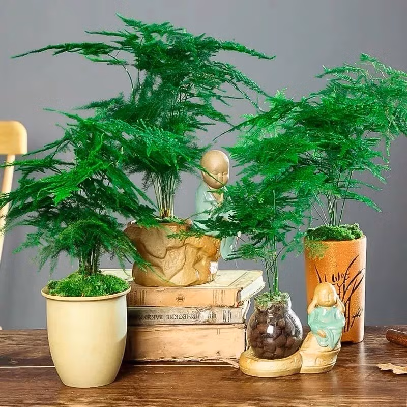 Đặt trúc trong phòng khách giúp con cháu chăm học, thi cử thuận lợi, “đầu xuôi đuôi lọt”. Vị trí đặt: Góc sáng trong phòng khách, cạnh bàn học hoặc tủ sách gia đình.