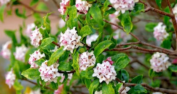 Ý nghĩa phong thủy: Đại diện cho sự hanh thông, may mắn và đủ đầy. Viền lá vàng là biểu tượng của phú quý lâu bền, mang lại vượng khí cho gia chủ.