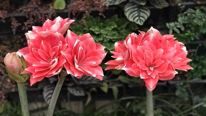 Ngôn ngữ hoa của lan huệ là khao khát được yêu thương và theo đuổi tình yêu. Ngoài ra, nó còn có nghĩa là người đó rất mong manh và mong muốn được chăm sóc. Thông điệp mà loài hoa này muốn chuyển tài chính là: “trong mọi hoàn cảnh, chúng ta phải đi đúng con đường”.