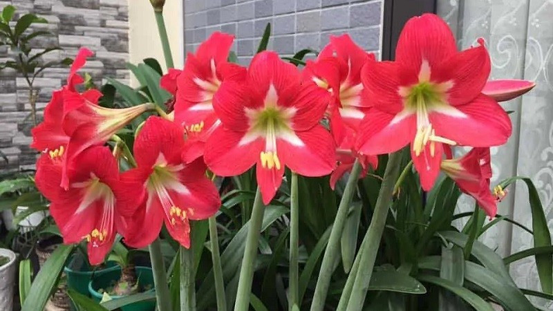 Hoa lan huệ có màu sắc rất rực rỡ vì thế nó là biểu tượng của vẻ đẹp huy hoàng và niềm tự hào. Theo người xưa, hoa lan huệ màu đỏ được cho là đem lại nhiều may mắn và sự tốt lành cho gia chủ.