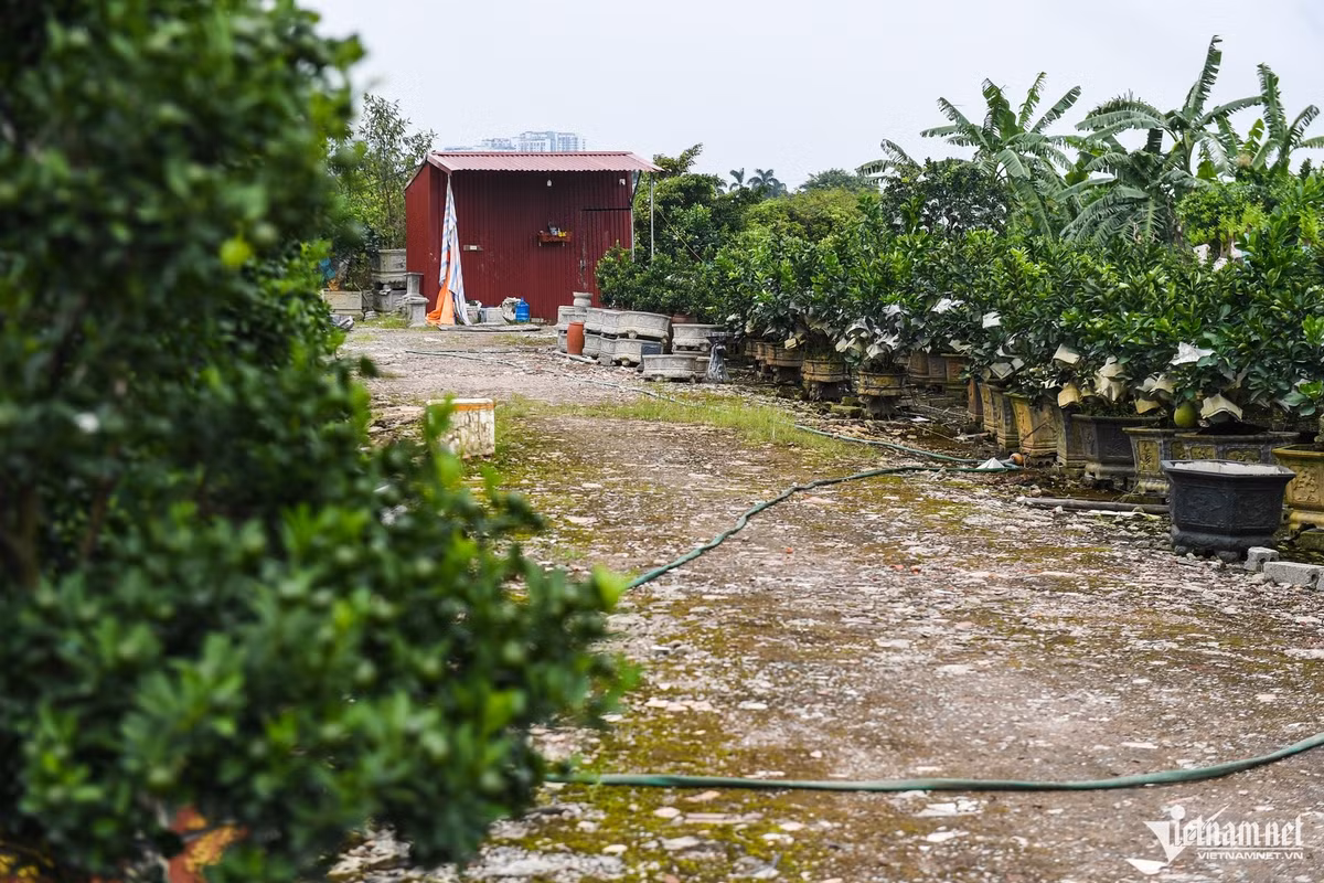 Các giống cây hiện tại chủ yếu là loại cây trồng chậu, dễ dàng di chuyển để nhường đất cho công trình.