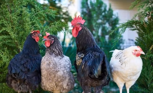 Tử vi trong tuần mới người tuổi Dậu càng chăm chỉ càng giàu có thành công hơn người, cuộc sống lên hương giàu sang phú quý. Đặc biệt, với người tuổi Dậu đang đầu tư tài chính thì đúng một vốn bốn lời càng chăm chỉ càng giàu. (*) Thông tin trong bài chỉ mang tính chất tham khảo, chiêm nghiệm.