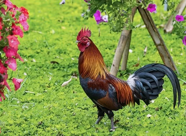 Tuổi Dậu – Cơ hội tài chính gõ cửa, quý nhân sánh bước: Người tuổi Dậu nổi bật với sự thông minh, nhạy bén và luôn biết tận dụng thời cơ. Họ có tư duy logic, tính cách quyết đoán nhưng điềm tĩnh, dễ tạo được thiện cảm với cấp trên và đối tác.