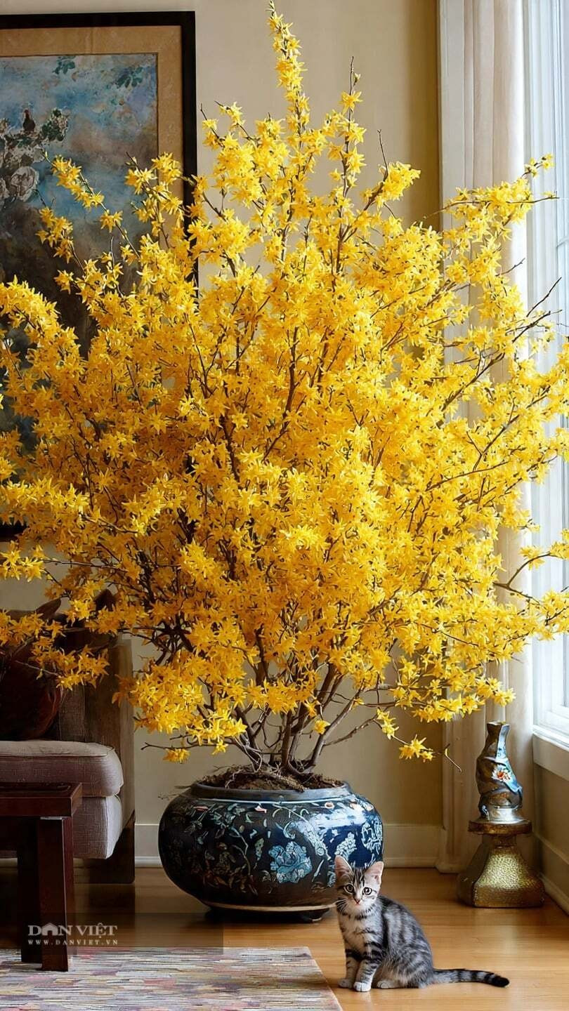 3. Mai vàng Mỹ (Liên kiều) – sắc vàng báo xuân, phú quý gõ cửa: Mai vàng Mỹ nổi tiếng với những cành cong mềm mại phủ kín hoa vàng rực khi xuân về. Những “ngôi sao vàng” li ti nở trên nền cành mảnh tạo nên khung cảnh tươi sáng, tràn đầy sức sống, được xem là biểu tượng của hy vọng và khởi đầu mới.