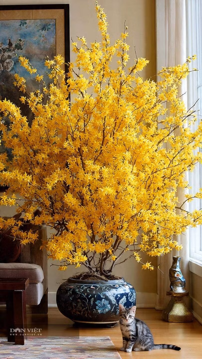 3. Mai vàng Mỹ (Liên kiều) – sắc vàng báo xuân, phú quý gõ cửa: Mai vàng Mỹ nổi tiếng với những cành cong mềm mại phủ kín hoa vàng rực khi xuân về. Những “ngôi sao vàng” li ti nở trên nền cành mảnh tạo nên khung cảnh tươi sáng, tràn đầy sức sống, được xem là biểu tượng của hy vọng và khởi đầu mới.