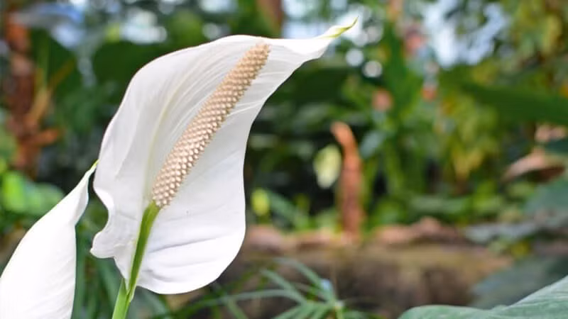 Lá cây hình bầu dục, nhọn ở đầu, màu xanh đậm và bóng mượt. Lan Ý có khả năng sinh trưởng mạnh mẽ, sống trong nhiều môi trường khác nhau nên tương đối dễ trồng.