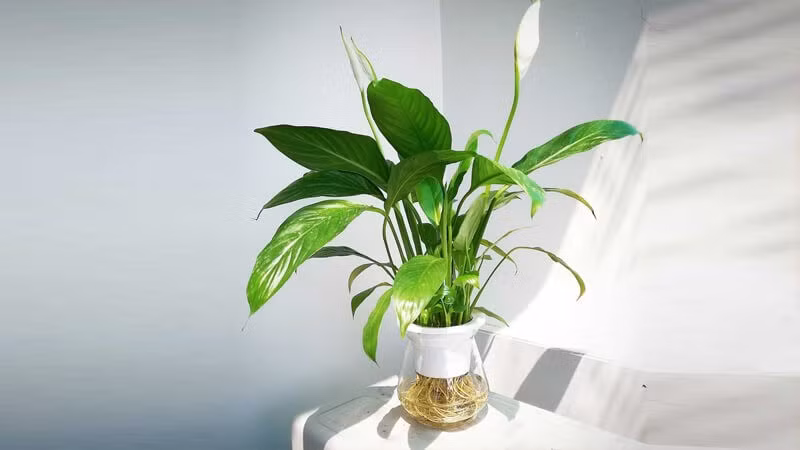 Khi trồng cây Lan Ý cần lưu ý chỉ cần tưới một lượng nước vừa đủ và cho cây phơi nắng buổi sáng ít nhất 1 lần/tuần không nên tưới thường xuyên.