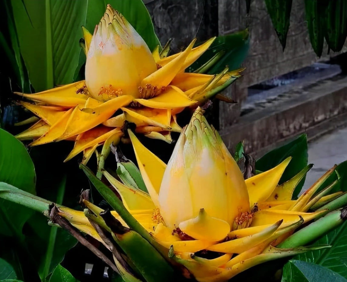 Cây cần đất ẩm nhưng thoát nước tốt, đặt nơi nhiều nắng và bón phân định kỳ để kích thích sinh trưởng, ra hoa. Khi chuối sen vàng bung nở, cả không gian như bừng sáng, gửi gắm lời chúc năm mới may mắn và đủ đầy.