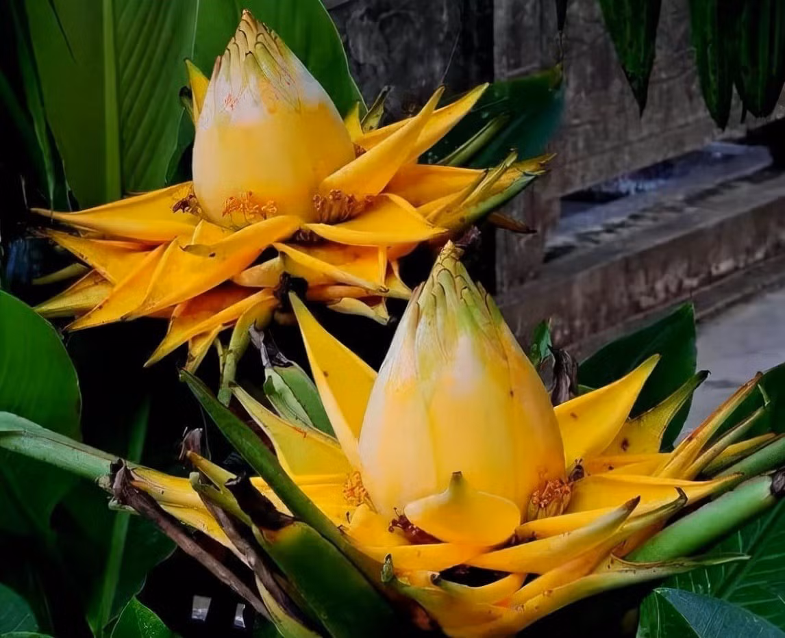 Cây cần đất ẩm nhưng thoát nước tốt, đặt nơi nhiều nắng và bón phân định kỳ để kích thích sinh trưởng, ra hoa. Khi chuối sen vàng bung nở, cả không gian như bừng sáng, gửi gắm lời chúc năm mới may mắn và đủ đầy.