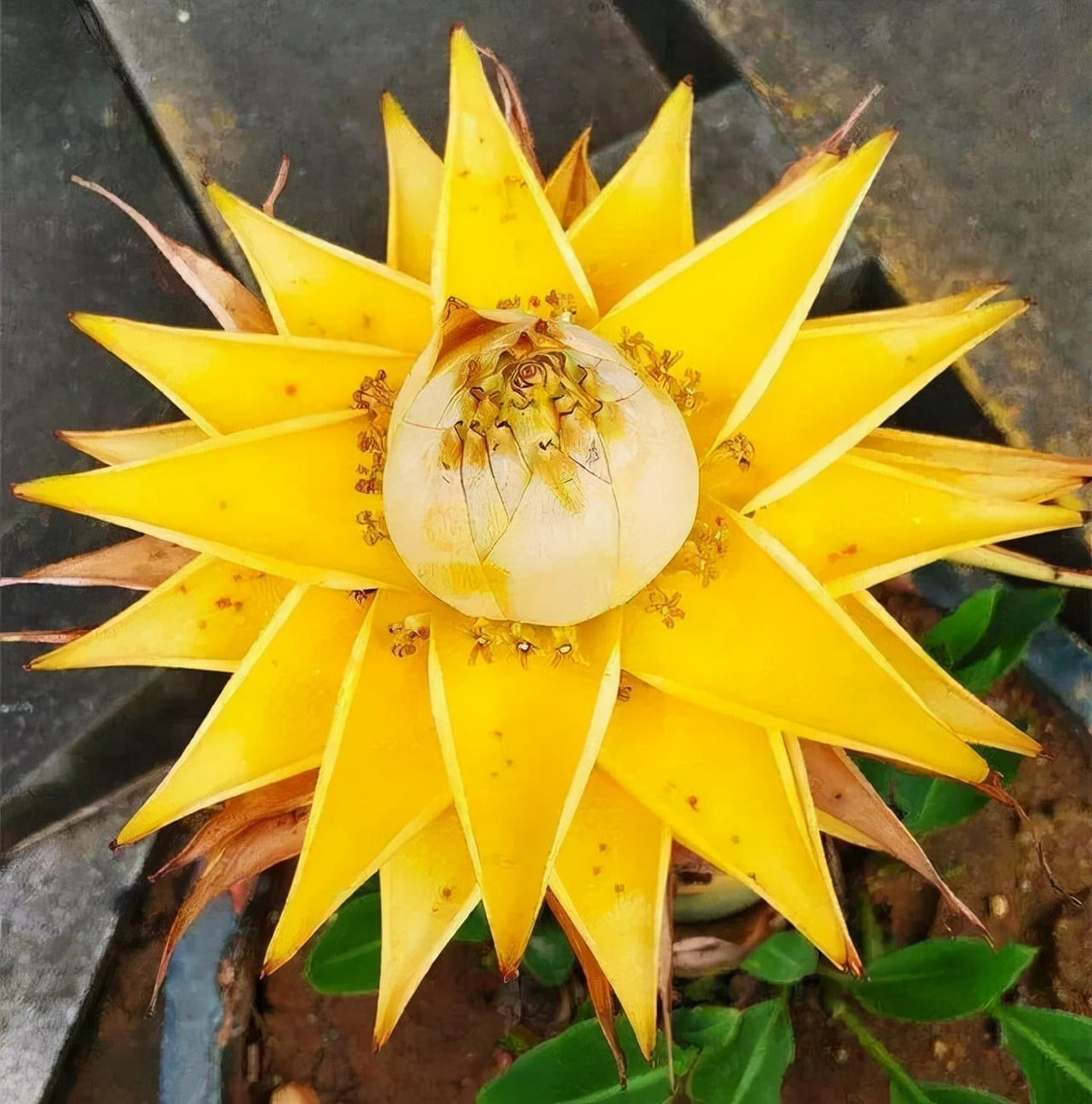 6. Chuối sen vàng – tài lộc nở rộ, viên mãn đủ đầy: Chuối sen vàng, hay chuối tài lộc, nổi bật với bông hoa vàng lớn vươn lên như đóa sen giữa đất trời. Sắc hoàng kim và dáng hoa tròn đầy tượng trưng cho thịnh vượng, thành đạt và cuộc sống viên mãn, nên rất được yêu thích dịp Tết.