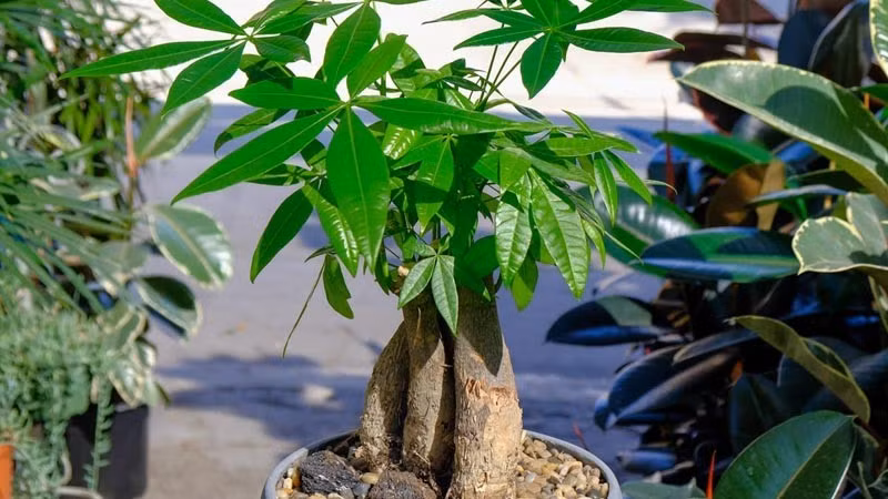 Cây thường được đặt gần bàn làm việc, quầy thu ngân hoặc phòng khách, như một cách "giữ của" và thu hút năng lượng tài lộc. Dù chỉ là chậu nhỏ đặt bàn cũng đủ mang lại cảm giác an tâm và tích cực hơn mỗi khi nhìn thấy.