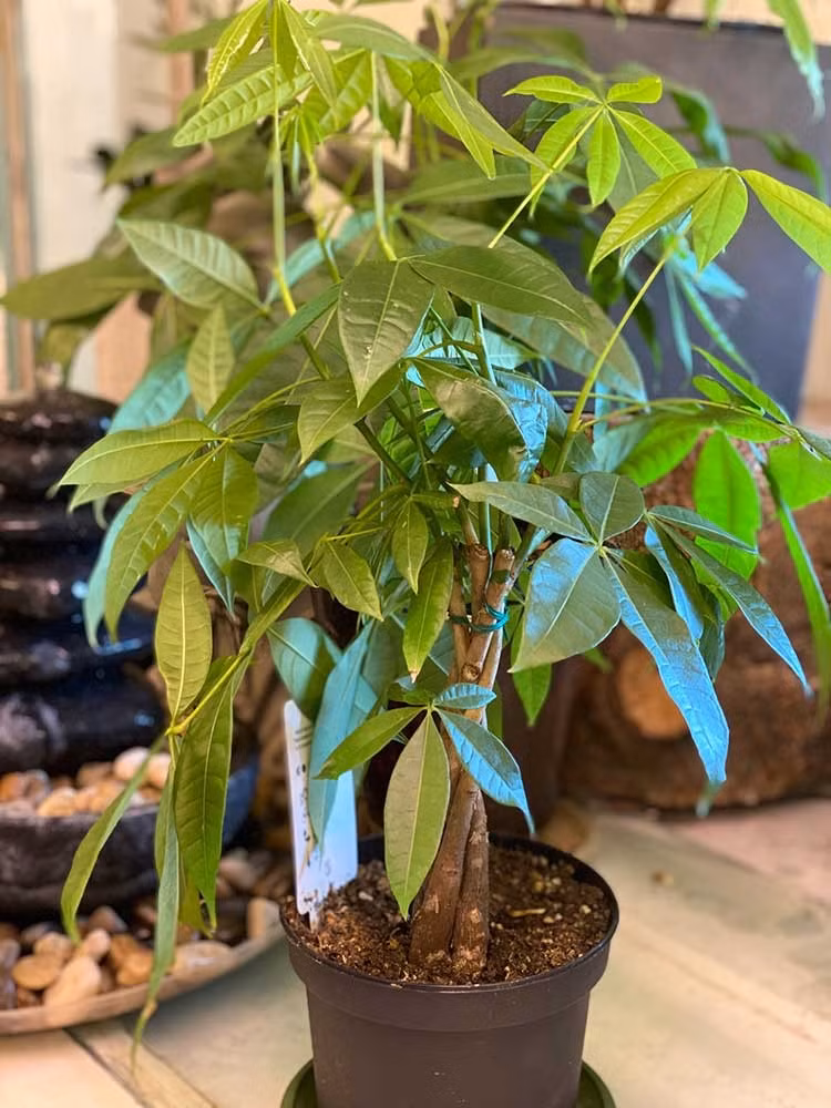 Đặc biệt, kim ngân rất dễ trồng trong nhà, không cần nhiều ánh sáng, lại có thể sống tốt với lượng nước vừa phải. Với những gia chủ mê phong thủy nhưng không khéo chăm cây, đây là lựa chọn cực kỳ lý tưởng.