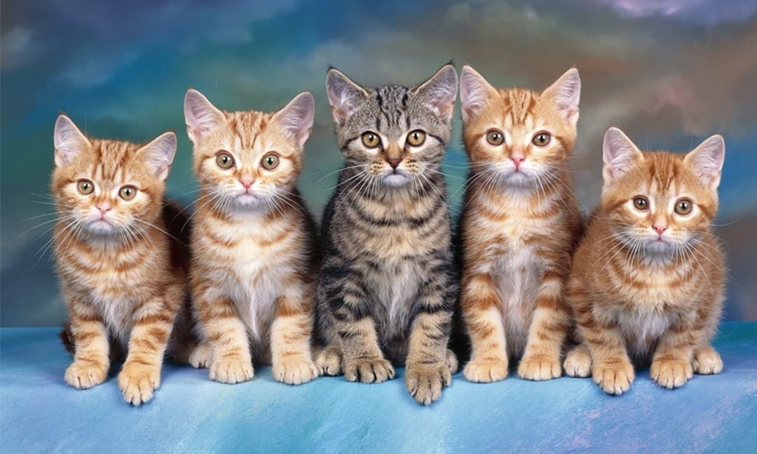 Quý nhân cũng sẽ giúp hòa giải các mối quan hệ gia đình, giúp các thành viên trong gia đình người tuổi Mão có thêm sự hiểu biết và bao dung. Nhờ đó, công việc kinh doanh của gia đình họ sẽ phát triển ổn định trong bầu không khí ấm áp.