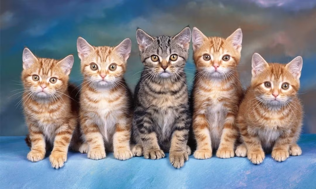 Quý nhân cũng sẽ giúp hòa giải các mối quan hệ gia đình, giúp các thành viên trong gia đình người tuổi Mão có thêm sự hiểu biết và bao dung. Nhờ đó, công việc kinh doanh của gia đình họ sẽ phát triển ổn định trong bầu không khí ấm áp.