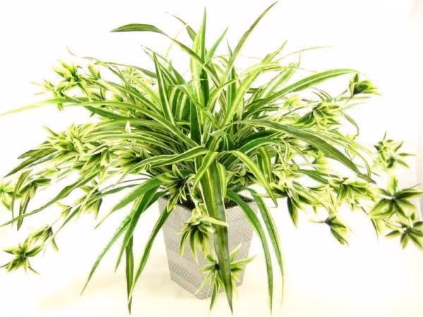 Cách chăm sóc: Hoa lan cần đặt ở nơi có ánh sáng gián tiếp, tránh nắng gắt. Gia chủ nên bón phân đều đặn khoảng 2 tuần/lần trong giai đoạn sinh trưởng. Ngoài ra, việc thường xuyên lau sạch lá sẽ giúp cây duy trì vẻ bóng mượt và hỗ trợ quá trình quang hợp.