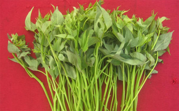 Đọt khoai lang hấp hay nấu canh ăn sẽ giúp tăng sữa ở các bà mẹ đang cho con bú. Ngoài ra, ăn củ khoai lang tươi (gọt, rửa thật sạch) còn giúp phòng say sóng.