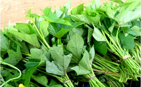 Chữa mụn nhọt làm mủ: Lá khoai lang non 50g, đậu xanh 20g, thêm chút muối, giã nhuyễn đắp lên chỗ đau.