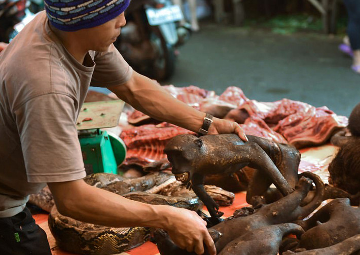 Thịt khỉ được bán tại một gian hàng trong chợ Tomohon. Được biết, loài khỉ macaque và một số loài vật khác được bày bán ở đây vốn nằm trong danh sách được luật pháp Indonesia bảo vệ.