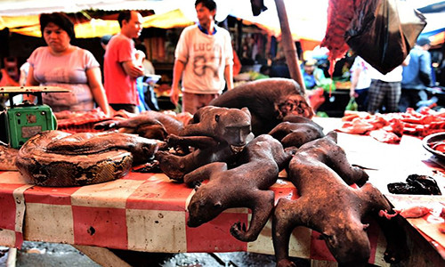 Người dân ngang nhiên bày bán thịt khỉ cùng một số loài vật khác như thịt trăn, dơi, chuột hay thịt chó,...