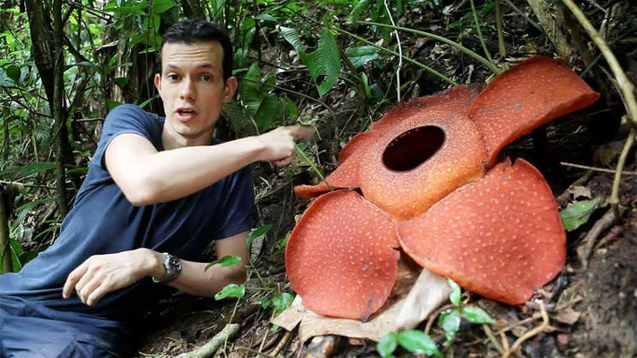 Loài hoa có kích thước lớn nhất thế giới, Rafflesia, được phát hiện trong tự nhiên ở Malaysia. Ảnh: The Richest.