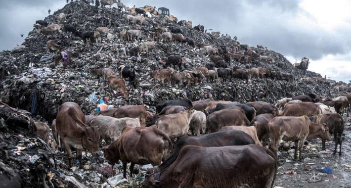 Bức ảnh “Môi trường độc hại” của Supratim Bhattacharjee được chụp tại Ấn Độ ghi lại cảnh những chú bò đang kiếm ăn tại bãi rác. Sữa của chúng sẽ được bán ngoài chợ.