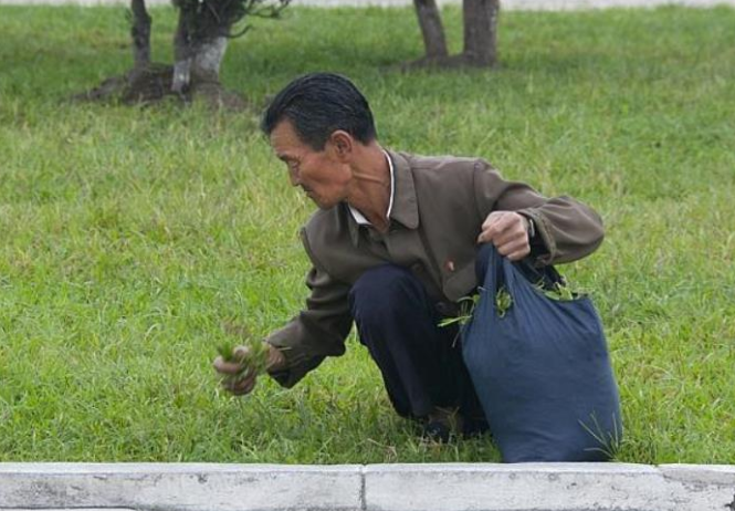 Do tác động của cuộc khủng hoảng lương thực, người dân Triều Tiên phải tìm mọi thứ có thể ăn được.