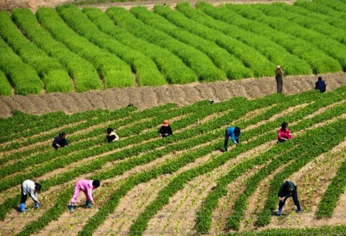 Hầu hết các trang trại ở Triều Tiên đều có lao động trẻ em làm việc.
