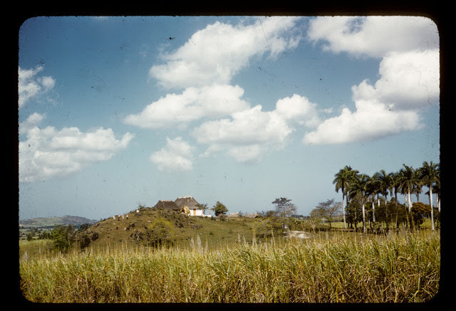 Cánh đồng mía ở Cuba.