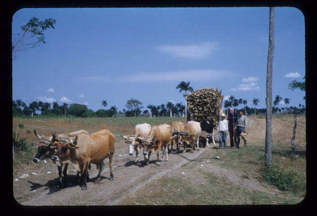 Một trong những phương tiện vận chuyển chính của người dân Cuba khi đó.
