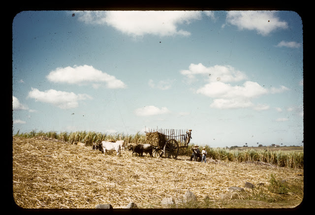 Cảnh thu hoạch mía gần Ramona năm 1956.