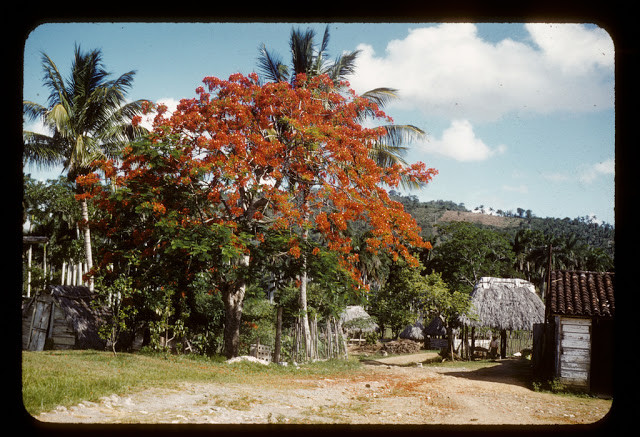 Khung cảnh yên bình chốn làng quê ở Cuba.