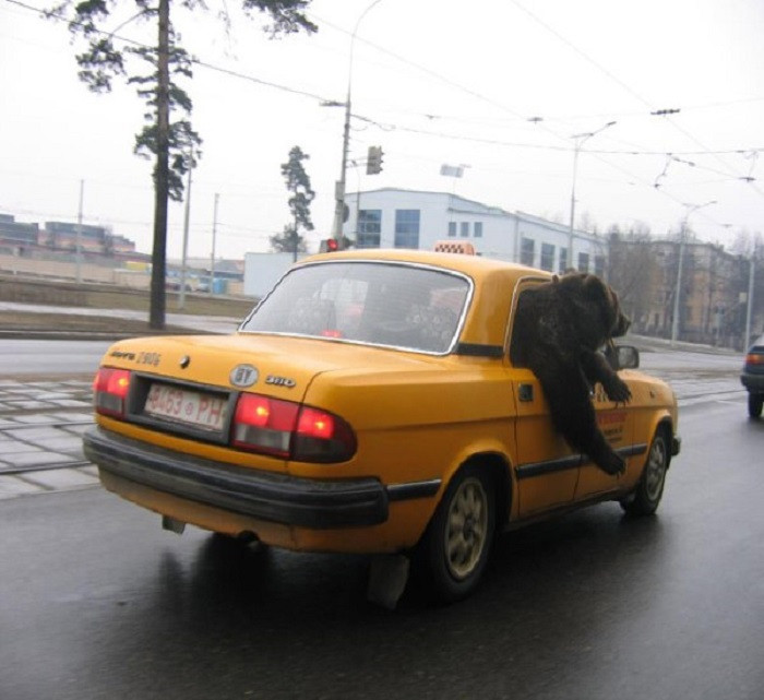 Một "vị khách" đặc biệt đi taxi.